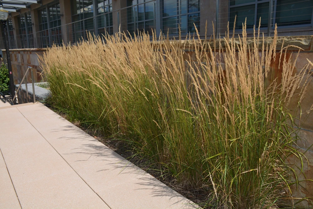Calamagrostis 'Karl Foerster' Ornamental Grass Live Plant, Perennial, 3-inch Pot - Image 2