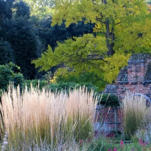 Calamagrostis 'Karl Foerster' Ornamental Grass Live Plant, Perennial, 3-inch Pot - Image 3
