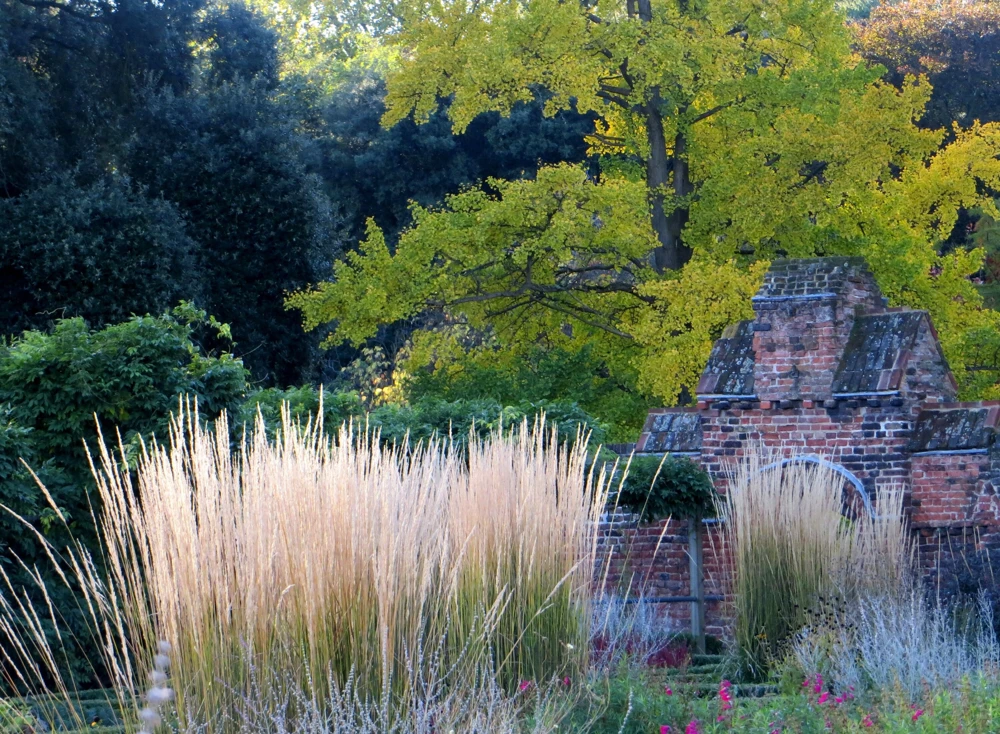 Calamagrostis 'Karl Foerster' Ornamental Grass Live Plant, Perennial, 3-inch Pot - Image 3
