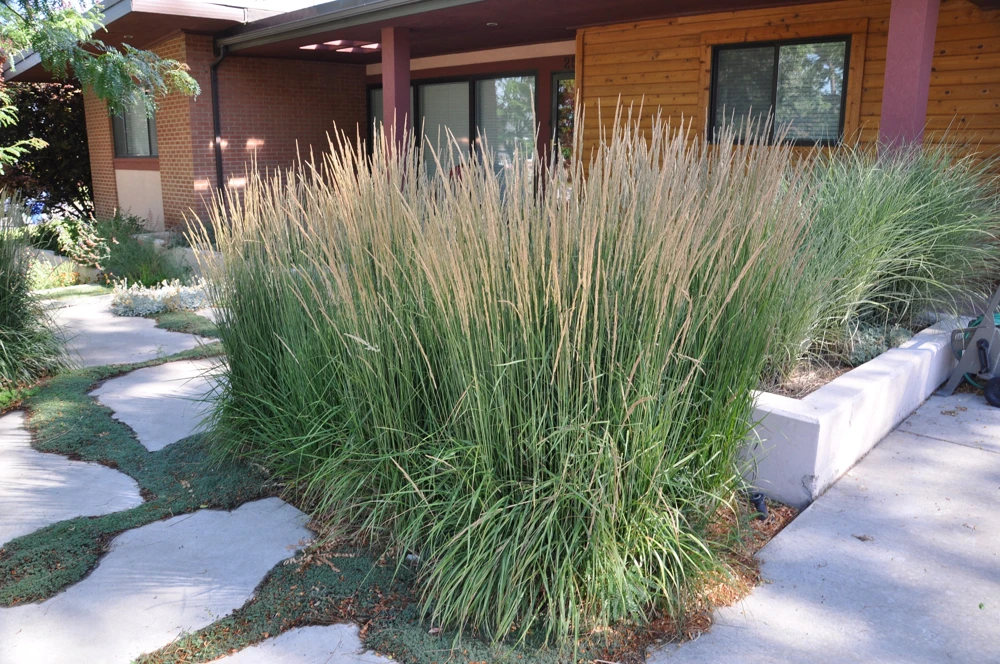 Calamagrostis 'Karl Foerster' Ornamental Grass Live Plant, Perennial, 3-inch Pot - Image 1