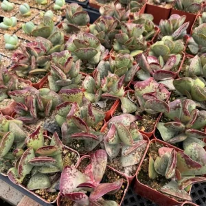 Calico Hearts Succulent Live Plant - Crassula pellucida Variegata, 3 inch Pot, Indoor Houseplant - Image 2
