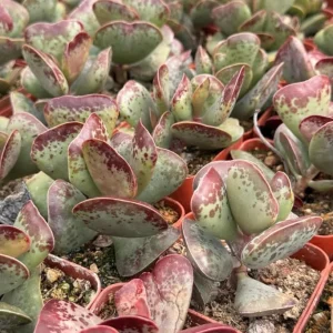 Calico Hearts Succulent Live Plant - Crassula pellucida Variegata, 3 inch Pot, Indoor Houseplant - Image 3