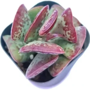 Calico Hearts Succulent Live Plant - Crassula pellucida Variegata, 3 inch Pot, Indoor Houseplant - Image 4