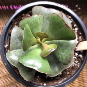 Calico Hearts Succulent Live Plant - Crassula pellucida Variegata, 3 inch Pot, Indoor Houseplant - Image 5