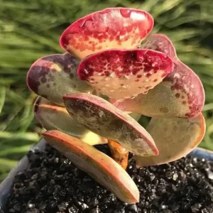 Calico Hearts Succulent Live Plant - Crassula pellucida Variegata, 3 inch Pot, Indoor Houseplant - Image 6