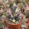 Calico Hearts Succulent Live Plant - Crassula pellucida Variegata, 3 inch Pot, Indoor Houseplant - Image 1