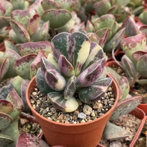 Calico Hearts Succulent Live Plant - Crassula pellucida Variegata, 3 inch Pot, Indoor Houseplant - Image 1
