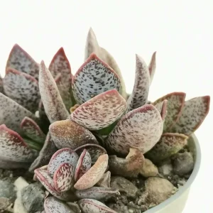 Calico Hearts Succulent Live Plant - Crassula pellucida Variegata, 3 inch Pot, Indoor Houseplant - Image 7
