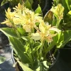 California Yellow Canna Lily Live Plant - Easy Grow, Tall, Yellow Flowers, Indoor/Outdoor - Image 1