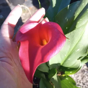 Calla Lily Captain Hollywood Rose Live Plant, 1 Gallon, Indoor/Outdoor - Image 2