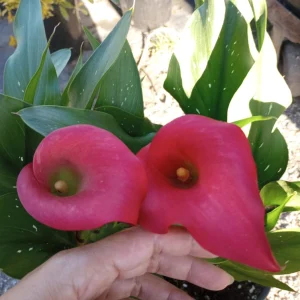 Calla Lily Captain Hollywood Rose Live Plant, 1 Gallon, Indoor/Outdoor - Image 4