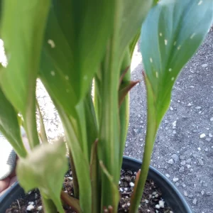Calla Lily Captain Hollywood Rose Live Plant, 1 Gallon, Indoor/Outdoor - Image 5