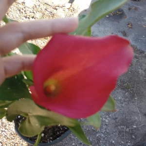 Calla Lily Captain Hollywood Rose Live Plant, 1 Gallon, Indoor/Outdoor - Image 6