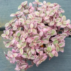 Callisia Repens Pink Panther Live Plant - Pink Lady Potted Houseplant 2