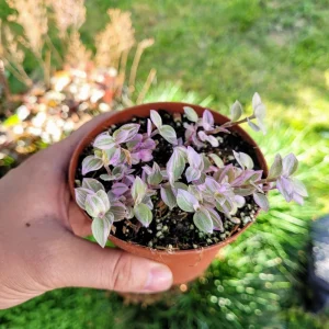Callisia Repens Pink Panther Live Plant - Pink Lady Potted Houseplant 2