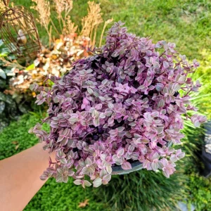 Callisia Repens Pink Panther Live Plant - Pink Lady Potted Houseplant 2