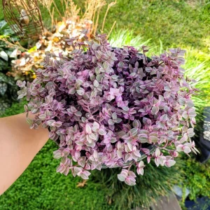 Callisia Repens Pink Panther Live Plant - Pink Lady Potted Houseplant 2