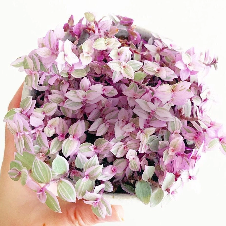 Callisia Repens Pink Panther Live Plant - Pink Lady Potted Houseplant 2" or 4" Pot - Image 1