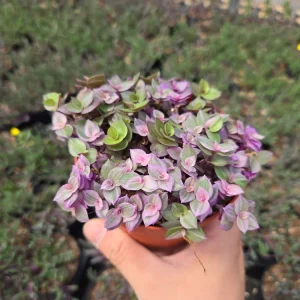 Callisia Repens Pink Panther Live Plant - Pink Lady Potted Houseplant 2