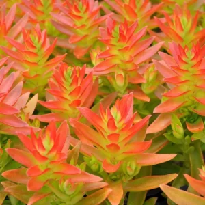 Campfire Crassula Capitella Succulent Cuttings - 3 Live 2" Unrooted Plants, Indoor/Outdoor - Image 1