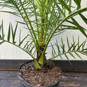 Canary Island Date Palm Live Plant - Phoenix Canariensis, 3 Gallon Cold Hardy Tree - Image 2
