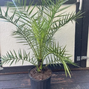 Canary Island Date Palm Live Plant - Phoenix Canariensis, 3 Gallon Cold Hardy Tree - Image 3