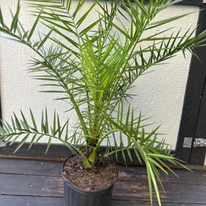 Canary Island Date Palm Live Plant - Phoenix Canariensis, 3 Gallon Cold Hardy Tree - Image 4