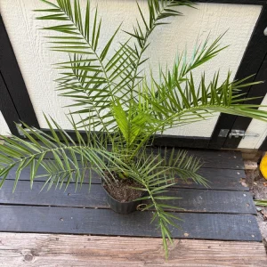 Canary Island Date Palm Live Plant - Phoenix Canariensis, 3 Gallon Cold Hardy Tree - Image 5