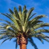 Canary Island Date Palm Live Plant - Phoenix Canariensis, 3 Gallon Cold Hardy Tree - Image 1