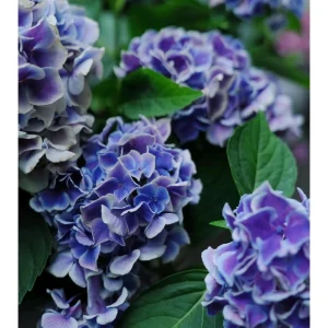 Candy Heart Hydrangea Live Plant - Macrophylla Shrub with Variable Blooms - Image 2
