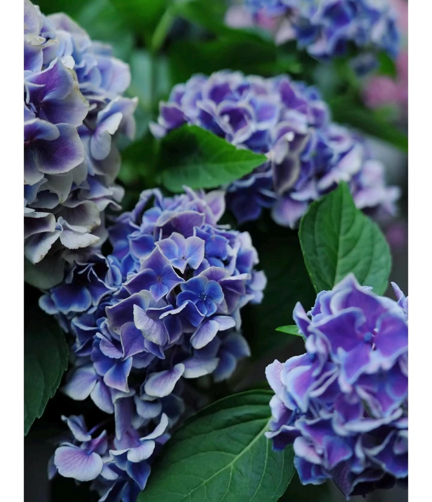 Candy Heart Hydrangea Live Plant - Macrophylla Shrub with Variable Blooms - Image 2