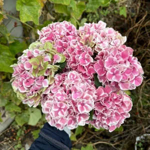 Candy Heart Hydrangea Live Plant - Macrophylla Shrub with Variable Blooms - Image 3