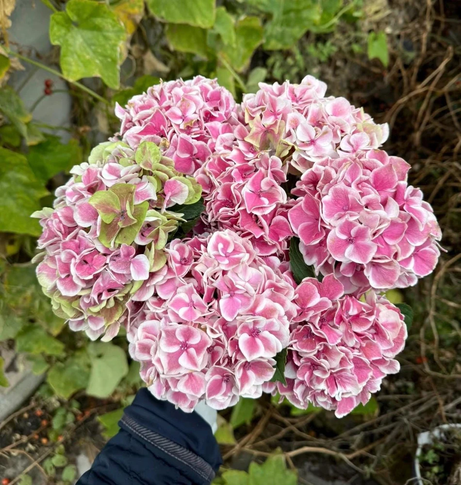 Candy Heart Hydrangea Live Plant - Macrophylla Shrub with Variable Blooms - Image 3