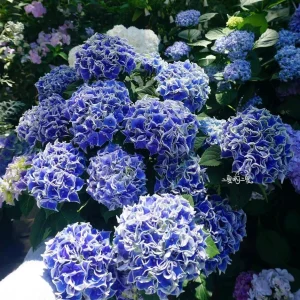 Candy Heart Hydrangea Live Plant - Macrophylla Shrub with Variable Blooms - Image 4