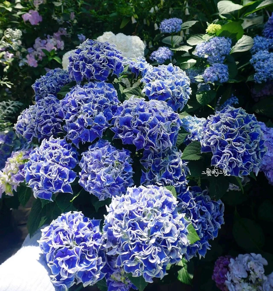 Candy Heart Hydrangea Live Plant - Macrophylla Shrub with Variable Blooms - Image 4