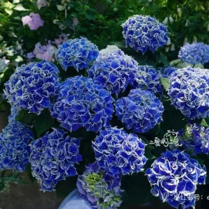 Candy Heart Hydrangea Live Plant - Macrophylla Shrub with Variable Blooms - Image 5