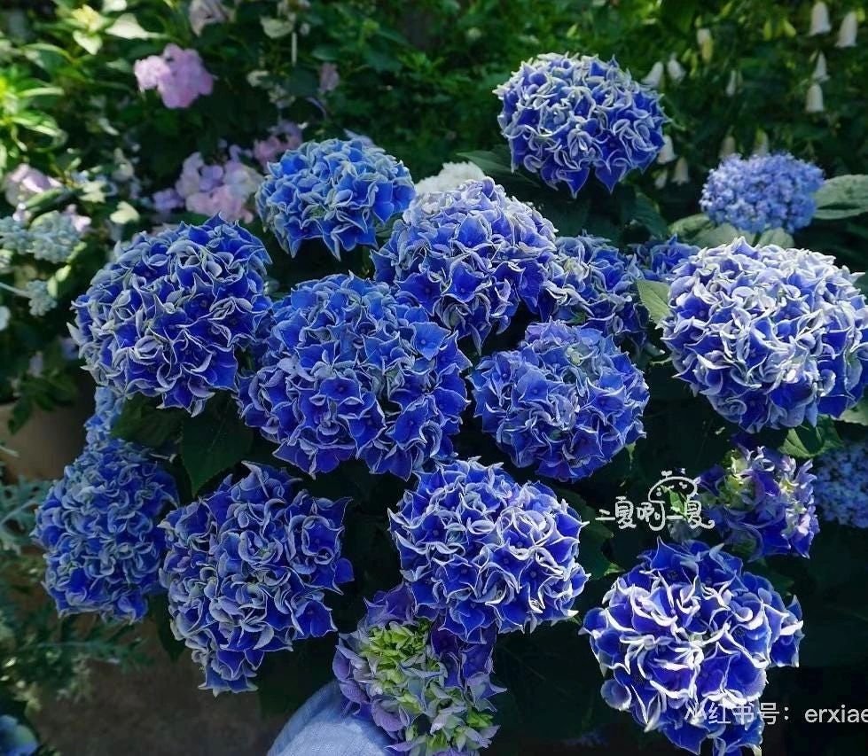 Candy Heart Hydrangea Live Plant - Macrophylla Shrub with Variable Blooms - Image 5