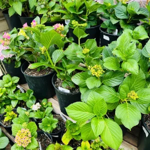 Candy Heart Hydrangea Live Plant - Macrophylla Shrub with Variable Blooms - Image 6