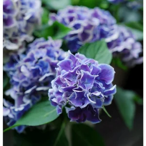 Candy Heart Hydrangea Live Plant - Macrophylla Shrub with Variable Blooms - Image 1