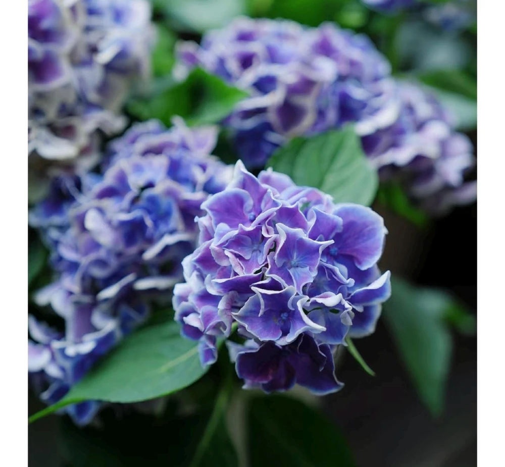 Candy Heart Hydrangea Live Plant - Macrophylla Shrub with Variable Blooms - Image 1