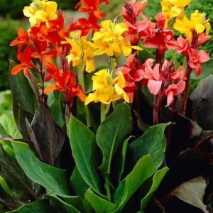 Canna Lily Bulbs - 3 Mixed Colors, Pink, Red, Orange, Yellow - Easy Grow Flower Bulbs - Image 2
