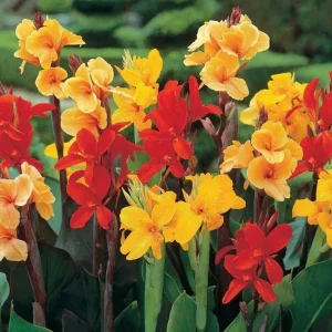 Canna Lily Bulbs - 3 Mixed Colors, Pink, Red, Orange, Yellow - Easy Grow Flower Bulbs - Image 3