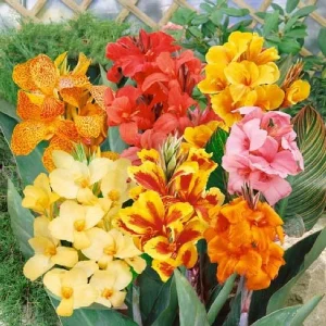 Canna Lily Bulbs - 3 Mixed Colors, Pink, Red, Orange, Yellow - Easy Grow Flower Bulbs - Image 1
