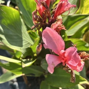 Canna Lily California Pink Bulbs - 2 Live Flower Plant Bulbs - Easy Grow, Tall Green Leaves - Image 2