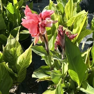 Canna Lily California Pink Live Plant - 1 Bulb, Pink Flowers, Tall Green Leaves, Indoor/Outdoor - Image 3