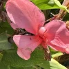 Canna Lily California Pink Live Plant - 1 Bulb, Pink Flowers, Tall Green Leaves, Indoor/Outdoor - Image 1