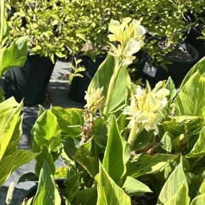 Canna Lily California Yellow Bulbs - 2 Live Flower Plant Bulbs for Garden - Image 2
