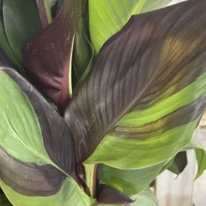 Canna Lily Cleopatra Live Plant Bulb - Variegated Leaves, Red Yellow Bloom, 1 Bulb, Indoor/Outdoor - Image 2
