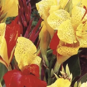 Canna Lily Cleopatra Live Plant Bulb - Variegated Leaves, Red Yellow Bloom, 1 Bulb, Indoor/Outdoor - Image 3