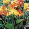 Canna Lily Cleopatra Live Plant Bulb - Variegated Leaves, Red Yellow Bloom, 1 Bulb, Indoor/Outdoor - Image 1